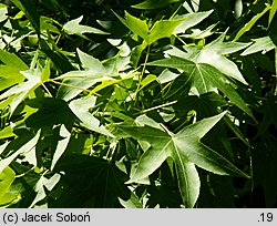 Liquidambar styraciflua Worplesdon