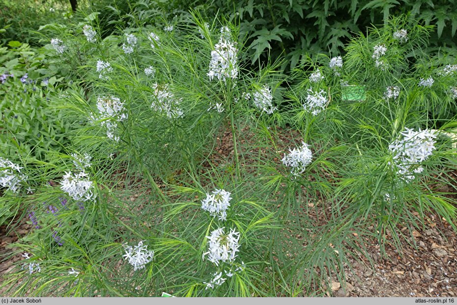 Amsonia hubrichtii (amzonia Hubrichta)