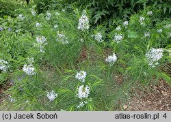 Amsonia hubrichtii (amzonia Hubrichta)