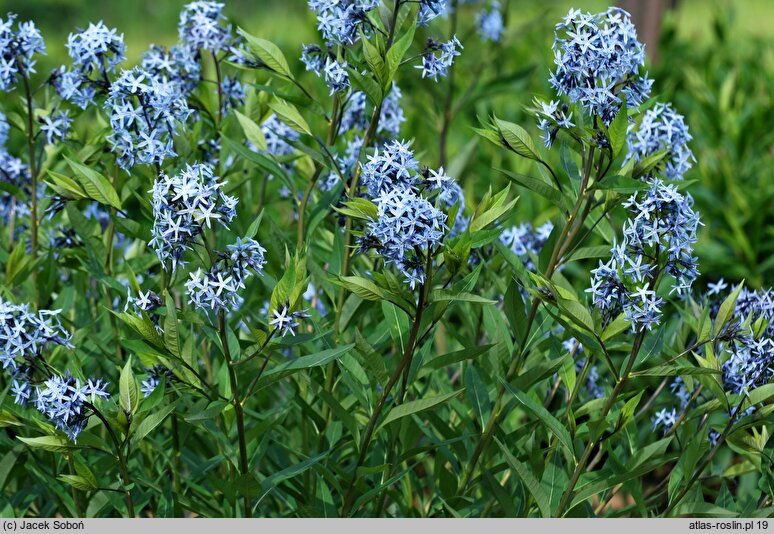 Amsonia tabernaemontana (amzonia nadreńska)