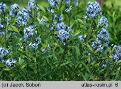 Amsonia tabernaemontana (amzonia nadreńska)