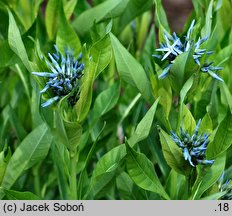 Amsonia ciliata