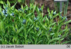 Amsonia ciliata