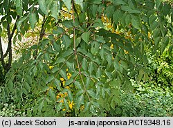 Aralia elata (aralia japońska)