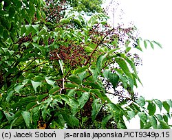 Aralia elata (aralia japońska)