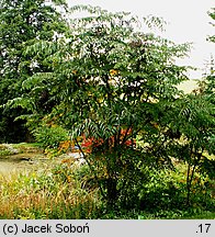 Aralia elata (aralia japońska)