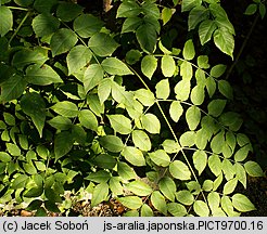 Aralia elata (aralia japońska)