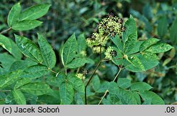 Aralia cordata (aralia sercowata)