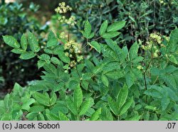 Aralia cordata (aralia sercowata)