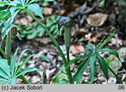 Arisaema erubescens