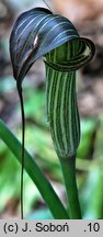 Arisaema erubescens