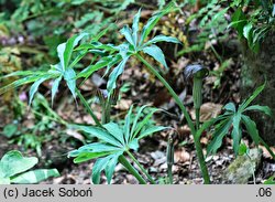 Arisaema erubescens