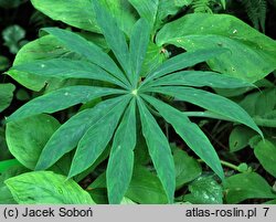 Arisaema erubescens