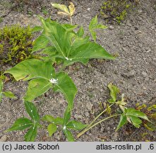 Arisaema triphyllum (arizema trójlistkowa)