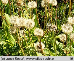 Arnica montana (arnika górska)