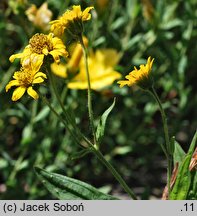 Arnica sachalinensis