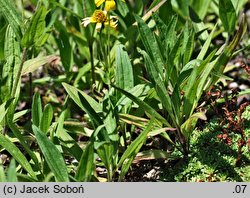 Arnica sachalinensis