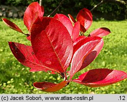 Aronia melanocarpa (aronia czarna)