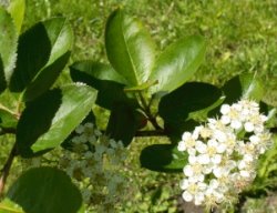 Aronia melanocarpa