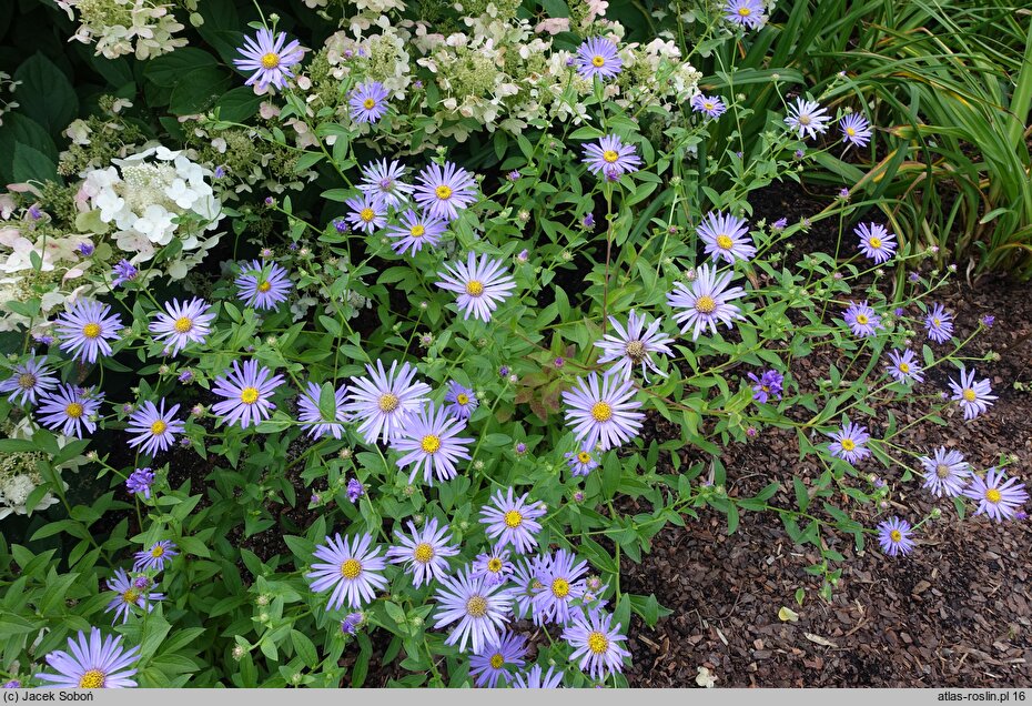 Aster ×frikartii Mönch