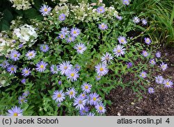 Aster ×frikartii Mönch