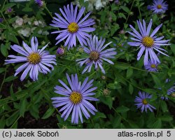 Aster ×frikartii Mönch