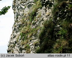 Aster alpinus (aster alpejski)