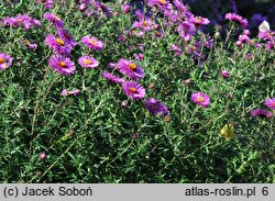 Symphyotrichum novae-angliae Barr's Pink