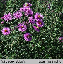 Symphyotrichum novae-angliae Barr's Pink