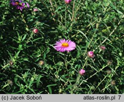 Symphyotrichum novae-angliae Barr's Pink