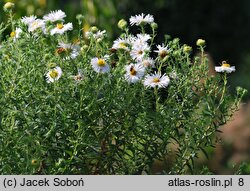 Symphyotrichum novae-angliae Herbstschnee