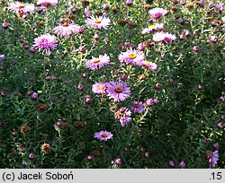 Aster novae-angliae