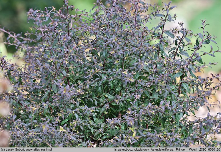 Symphyotrichum lateriflorum (aster perkalowy)