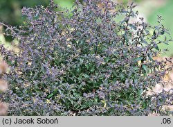 Symphyotrichum lateriflorum (aster perkalowy)