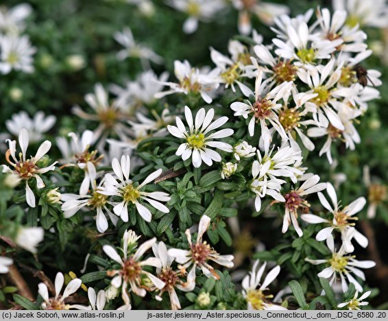 Aster speciosus (aster płożący)