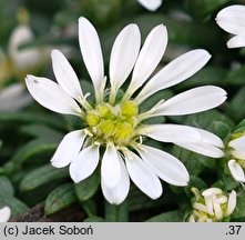 Aster speciosus (aster płożący)