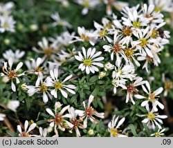 Aster speciosus (aster płożący)