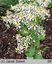 Eurybia macrophylla (aster wielkolistny)