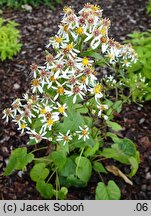 Eurybia macrophylla (aster wielkolistny)