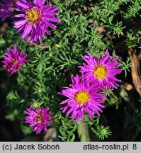 Symphyotrichum dumosum Alice Haslam