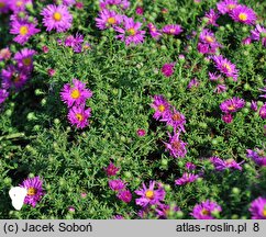 Symphyotrichum dumosum Alice Haslam