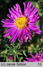 Symphyotrichum dumosum Starlight