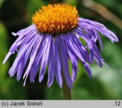 Aster diplostephioides