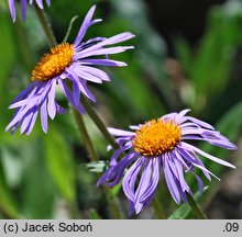 Aster diplostephioides