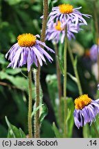 Aster diplostephioides