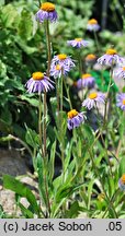 Aster diplostephioides