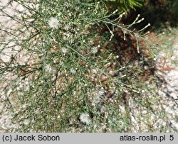 Symphyotrichum squamatum