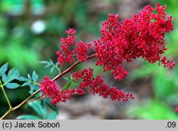 Astilbe ×rosea Glut