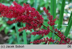 Astilbe ×rosea Glut