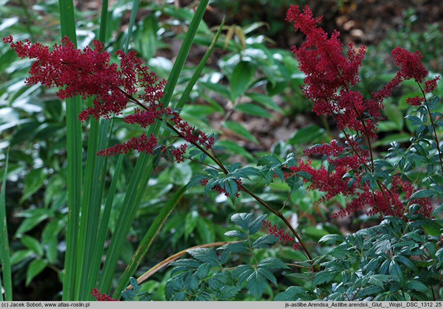 Astilbe ×rosea Glut